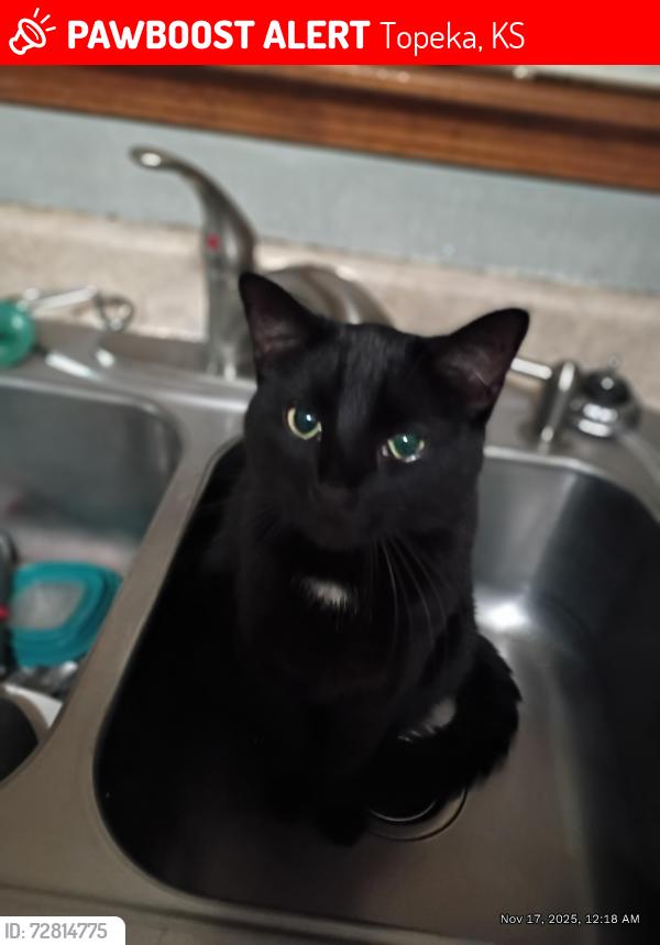 Lost Male Cat last seen Rochester and 62nd Street, Topeka, KS 66617