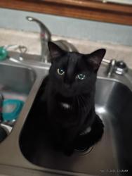 Lost Male Cat last seen Rochester and 62nd Street, Topeka, KS 66617