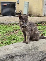 Found/Stray Unknown Cat last seen Wurzbach, San Antonio, TX 78201