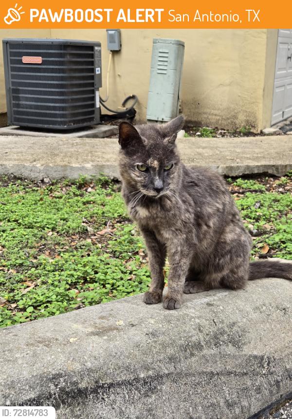 Found/Stray Unknown Cat last seen Wurzbach, San Antonio, TX 78201