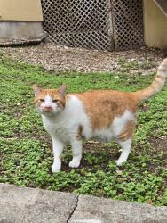Found/Stray Unknown Cat last seen Wurzbach, San Antonio, TX 78201