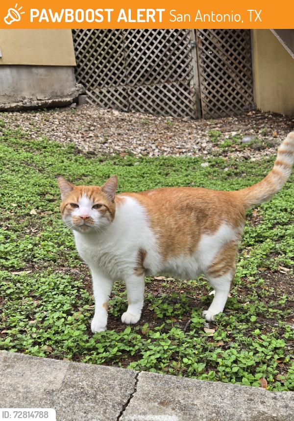 Found/Stray Unknown Cat last seen Wurzbach, San Antonio, TX 78201