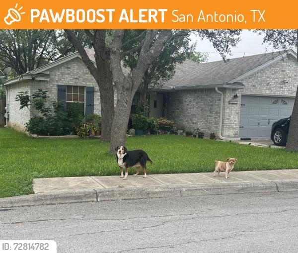 Found/Stray Unknown Dog last seen Ridge place near ridge cross , San Antonio, TX 78250
