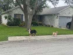 Found/Stray Unknown Dog last seen Ridge place near ridge cross , San Antonio, TX 78250