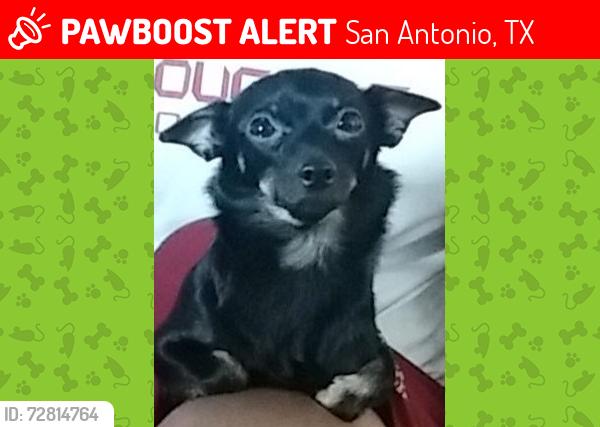 Lost Female Dog last seen S. Wallets St, Westfall Ave, Essex St, San Antonio, TX 78210