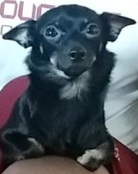 Lost Female Dog last seen S. Wallets St, Westfall Ave, Essex St, San Antonio, TX 78210