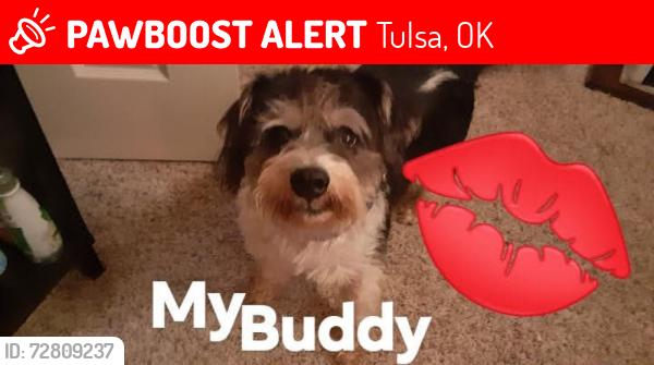 Lost Male Dog last seen 31st.garnett and 129th.st, Tulsa, OK 74134