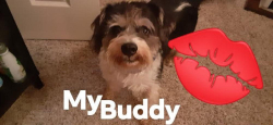 Lost Male Dog last seen 31st.garnett and 129th.st, Tulsa, OK 74134