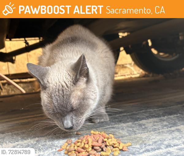 Found/Stray Female Cat last seen By Robla school , Sacramento, CA 95838