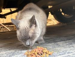 Found/Stray Female Cat last seen By Robla school , Sacramento, CA 95838