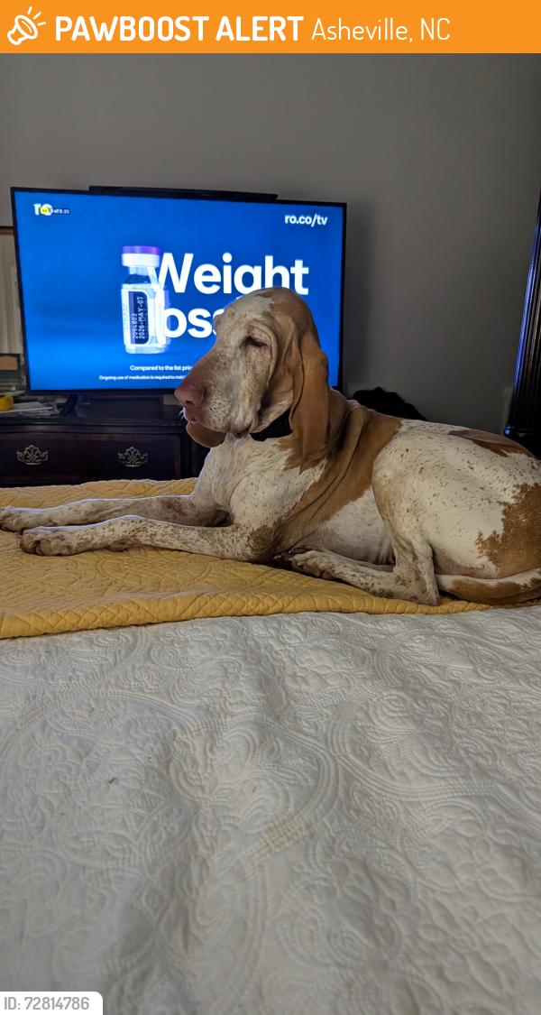 Found/Stray Female Dog last seen Riceville rd, Asheville, NC 28805