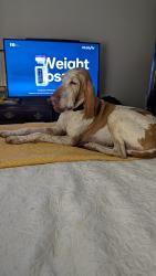 Found/Stray Female Dog last seen Riceville rd, Asheville, NC 28805