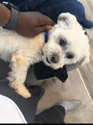 Lost Male Dog last seen Moorings Avenue , McDonough, GA 30253