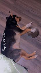 Lost Male Dog last seen East Naomi and temple city blvd, Arcadia, CA 91007
