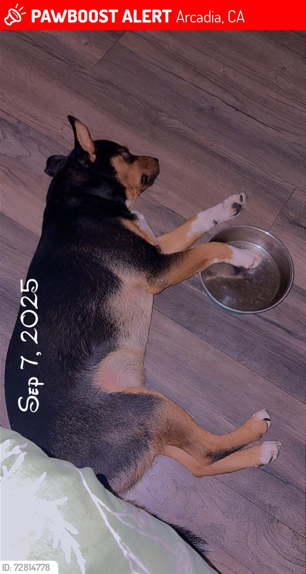 Lost Male Dog last seen East Naomi and temple city blvd, Arcadia, CA 91007
