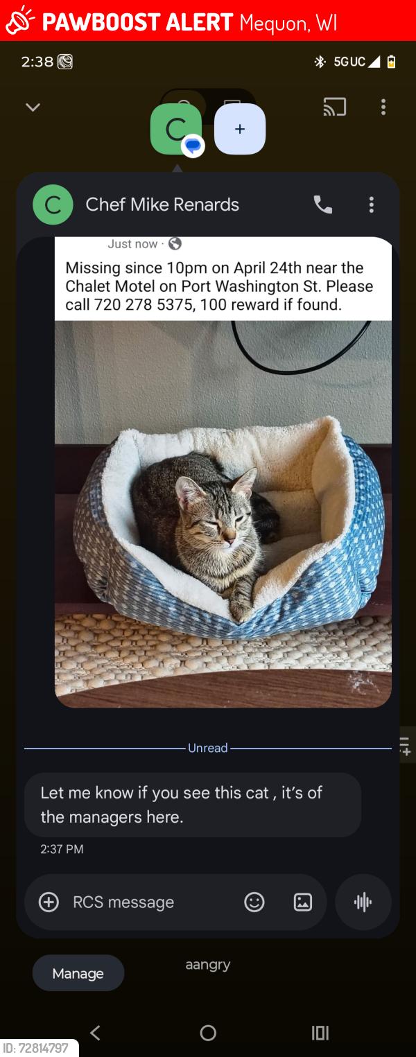 Lost Female Cat last seen Chalet motel port Washington road , Mequon, WI 53092