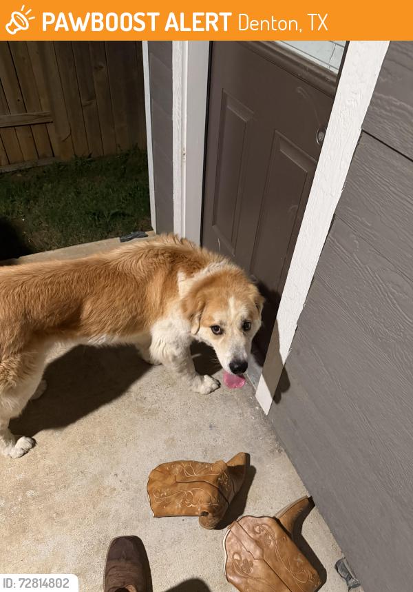 Found/Stray Unknown Dog last seen locust st, Denton, TX 76207
