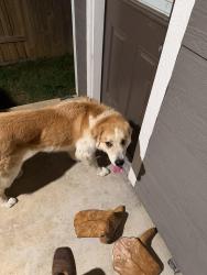 Found/Stray Unknown Dog last seen locust st, Denton, TX 76207