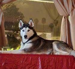 Lost Female Dog last seen Fidalgo and Aguiro, Rowland Heights, CA 91748