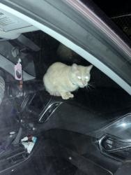 Found/Stray Unknown Cat last seen Dominion Appartmnets , Akron, OH 44313
