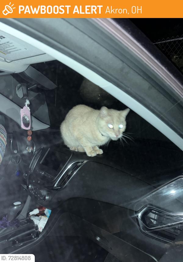 Found/Stray Unknown Cat last seen Dominion Appartmnets , Akron, OH 44313
