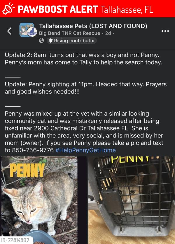 Lost Female Cat last seen Cathedral Drive, Tallahassee, FL 32310