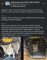 Lost Female Cat last seen Cathedral Drive, Tallahassee, FL 32310