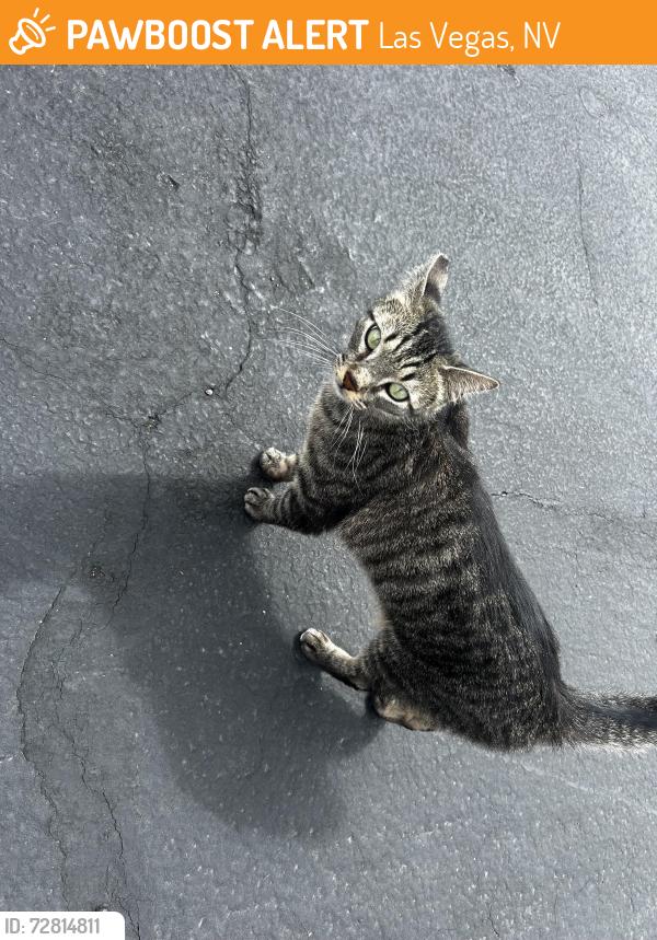 Found/Stray Unknown Cat last seen Buffalo/Red Coach, Las Vegas, NV 89129