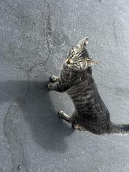 Found/Stray Unknown Cat last seen Buffalo/Red Coach, Las Vegas, NV 89129