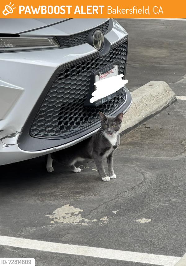 Found/Stray Female Cat last seen Scenic River Ln & Scarlet River Dr at The Place Off Coffee, Bakersfield, CA 93308