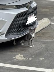 Found/Stray Female Cat last seen Scenic River Ln & Scarlet River Dr at The Place Off Coffee, Bakersfield, CA 93308