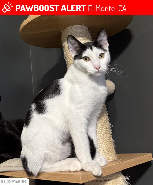 Lost Female Cat last seen Gilman & Ferris, El Monte, El Monte, CA 91731