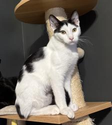 Lost Female Cat last seen Gilman & Ferris, El Monte, El Monte, CA 91731
