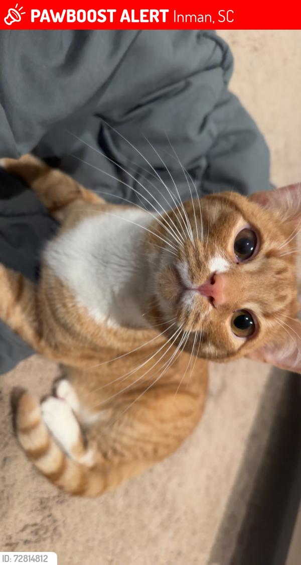 Lost Male Cat last seen Glen meadows neighborhood , Inman, SC 29349