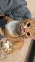 Lost Male Cat last seen Glen meadows neighborhood , Inman, SC 29349