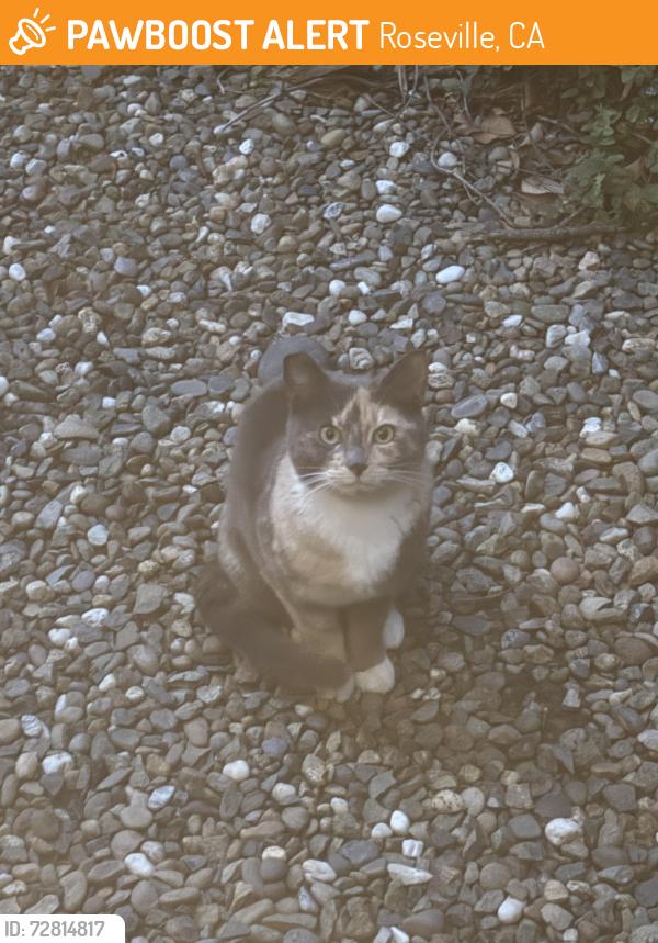 Found/Stray Unknown Cat last seen Spurlock Ct, Roseville, CA 95661