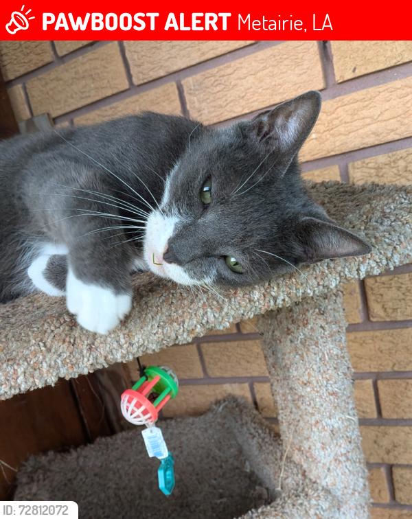 Lost Male Cat last seen Harrison blvd, Metairie, LA 70005
