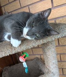 Lost Male Cat last seen Harrison blvd, Metairie, LA 70005