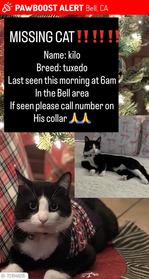 Lost Male Cat last seen Florence , Bell, CA 90201