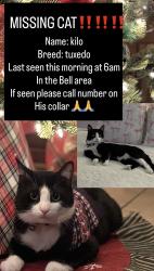 Lost Male Cat last seen Florence , Bell, CA 90201
