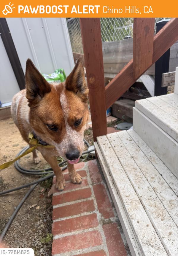 Found/Stray Male Dog last seen Carbon Canyon & Feldspar CHINO HILLS CA, Chino Hills, CA 91709