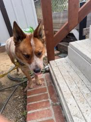 Found/Stray Male Dog last seen Carbon Canyon & Feldspar CHINO HILLS CA, Chino Hills, CA 91709