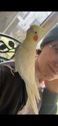 Lost Male Bird last seen Harves park, Ravenna, OH 44266