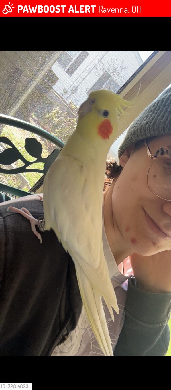 Lost Male Bird last seen Harves park, Ravenna, OH 44266