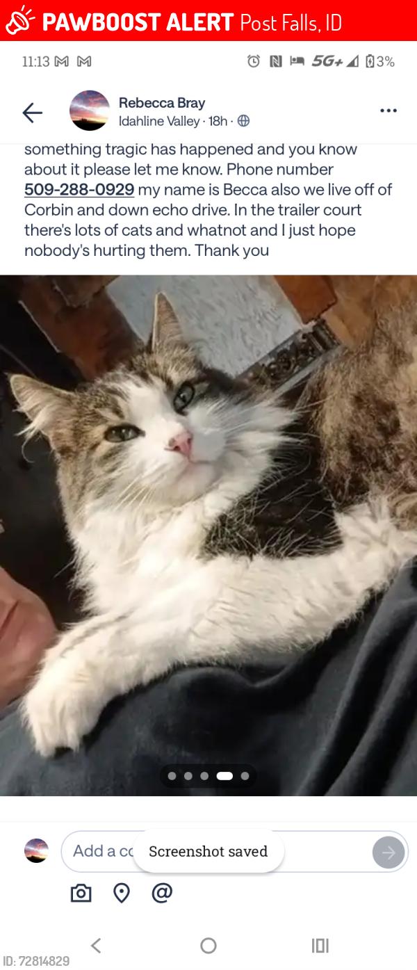 Lost Female Cat last seen Corbin, seltice way, Post Falls, ID 83854