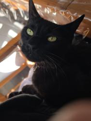 Lost Male Cat last seen S Rita Rd & E Valencia Rd, Tucson, AZ 85747