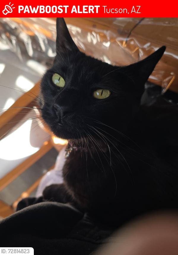 Lost Male Cat last seen S Rita Rd & E Valencia Rd, Tucson, AZ 85747