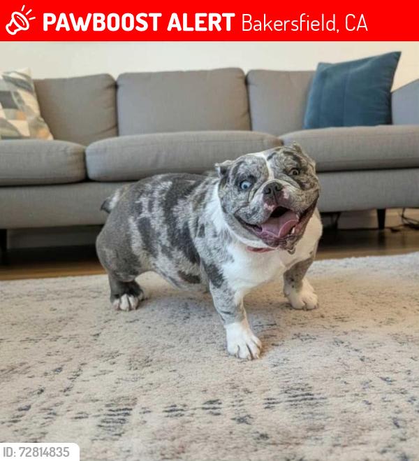 Lost Female Dog last seen Brundage ln, Bakersfield, CA 93304