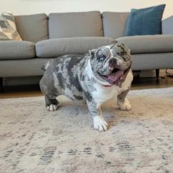 Lost Female Dog last seen Brundage ln, Bakersfield, CA 93304