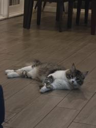 Lost Male Cat last seen Steel Canyon, Rogers, AR 72758